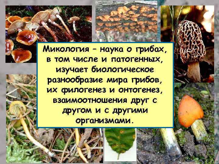 Наука которая изучает грибы. Микология наука о грибах. Микология это в биологии.