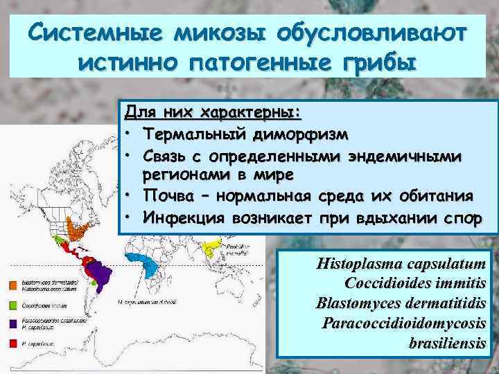 Системные микозы обусловливают истинно патогенные грибы Для них характерны: • Термальный диморфизм • Связь