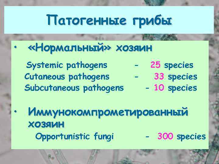 Патогенные грибы • «Нормальный» хозяин Systemic pathogens Cutaneous pathogens Subcutaneous pathogens - 25 species