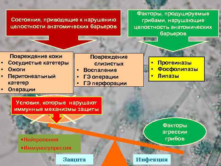 Состояния, приводящие к нарушению целостности анатомических барьеров • • Повреждение кожи Сосудистые катетеры Ожоги