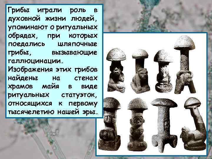 Грибы играли роль в духовной жизни людей, упоминают о ритуальных обрядах, при которых поедались