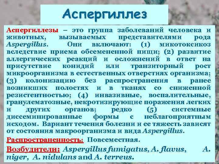 Аспергиллезы – это группа заболеваний человека и животных, вызываемых представителями рода Aspergillus. Они включают: