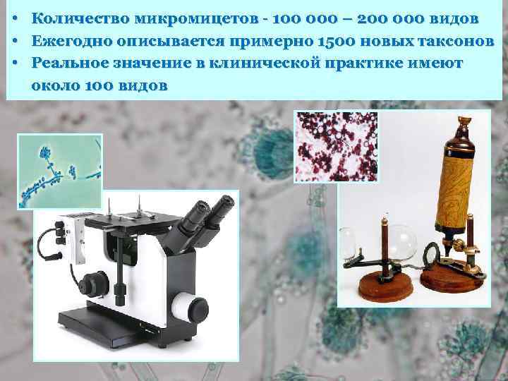  • Количество микромицетов - 100 000 – 200 000 видов • Ежегодно описывается