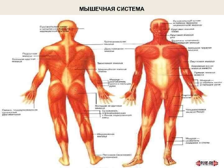МЫШЕЧНАЯ СИСТЕМА 