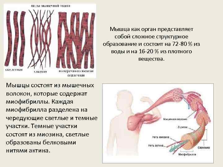  Мышца как орган представляет собой сложное структурное образование и состоит на 72 -80
