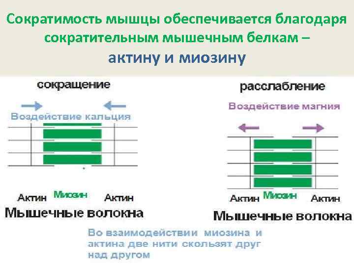 Сократимость мышцы обеспечивается благодаря сократительным мышечным белкам – актину и миозину 