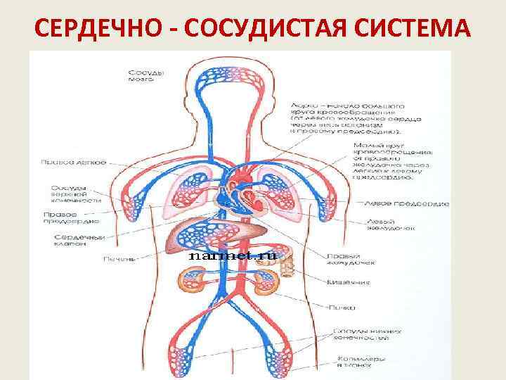СЕРДЕЧНО - СОСУДИСТАЯ СИСТЕМА 