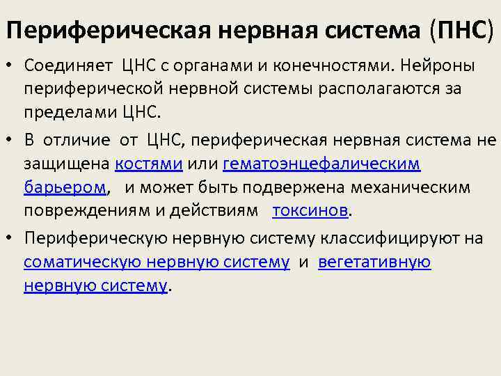 Периферическая нервная система (ПНС) • Соединяет ЦНС с органами и конечностями. Нейроны периферической нервной