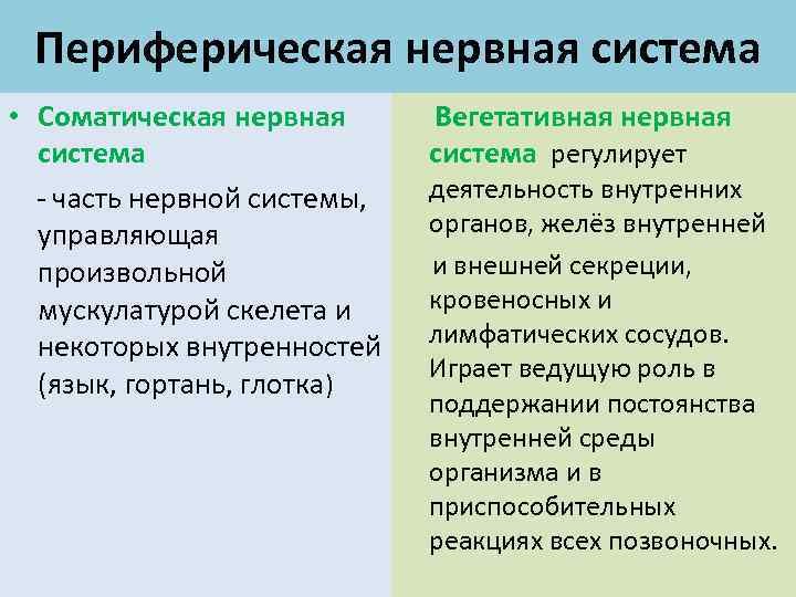Периферическая нервная система • Соматическая нервная Вегетативная нервная система регулирует деятельность внутренних - часть