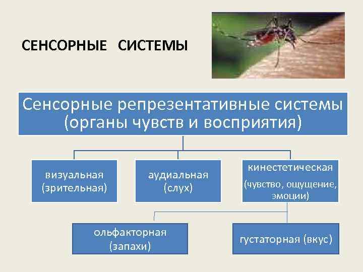 СЕНСОРНЫЕ СИСТЕМЫ Сенсорные репрезентативные системы (органы чувств и восприятия) визуальная (зрительная) аудиальная (слух) ольфакторная