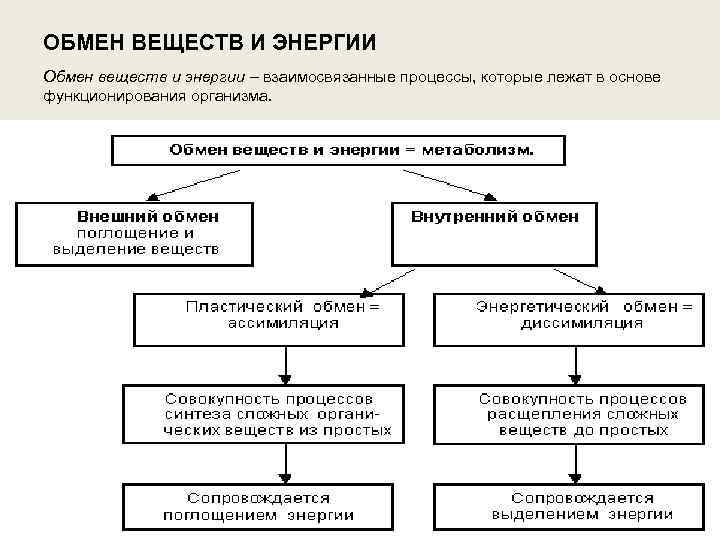 ОБМЕН ВЕЩЕСТВ И ЭНЕРГИИ Обмен веществ и энергии – взаимосвязанные процессы, которые лежат в