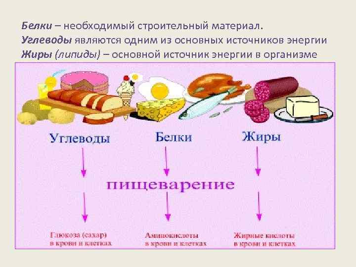 Белки – необходимый строительный материал. Углеводы являются одним из основных источников энергии Жиры (липиды)