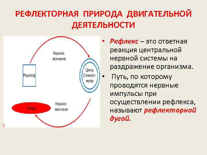  РЕФЛЕКТОРНАЯ ПРИРОДА ДВИГАТЕЛЬНОЙ ДЕЯТЕЛЬНОСТИ • Рефлекс – это ответная реакция центральной нервной системы