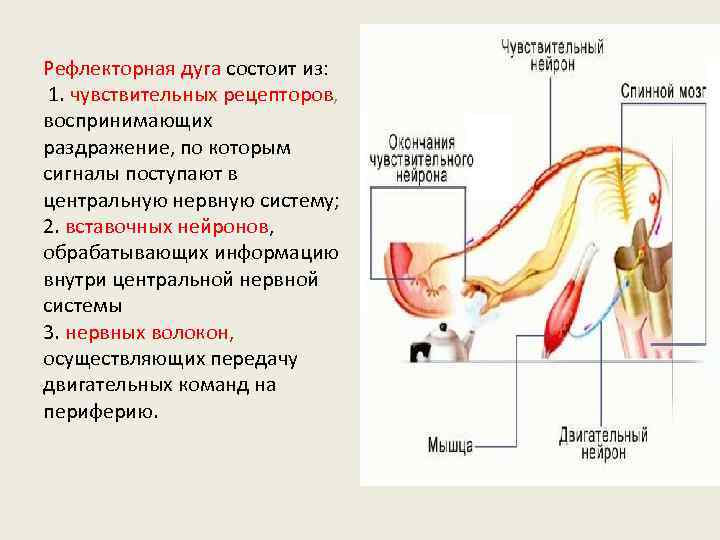 Обозначь какими цифрами на рисунке обозначены следующие составные части дуги рефлекса спинной мозг