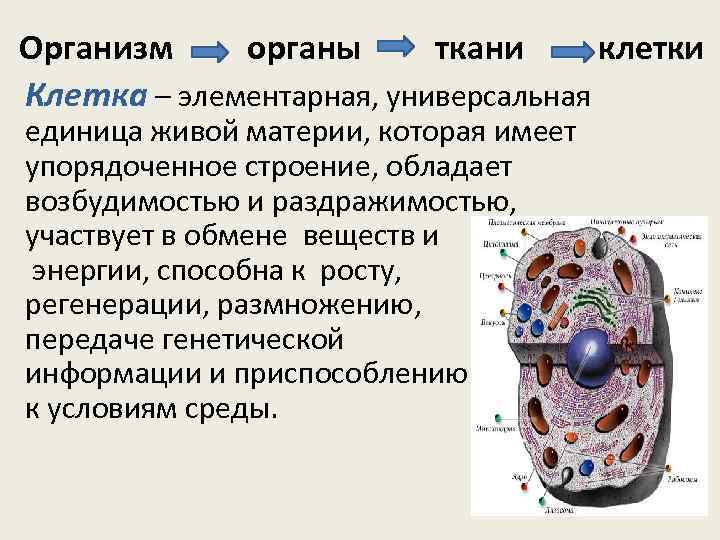 5 класс клетка основная единица живого организма