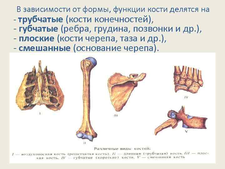 Кости трубчатые губчатые плоские смешанные. Кости кости конечностей трубчатые плоские смешанные. Трубчатые кости функции.
