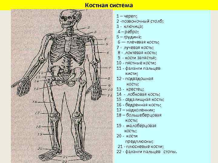 Костная система 1 – череп; 2 -позвоночный столб; 3 - ключица; 4 – ребро;