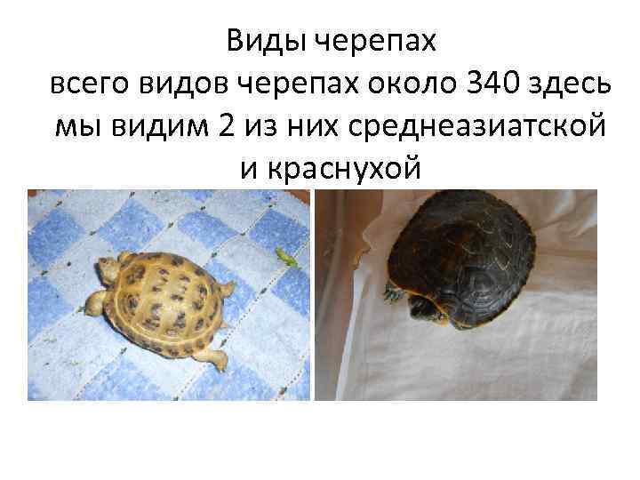 Виды черепах всего видов черепах около 340 здесь мы видим 2 из них среднеазиатской