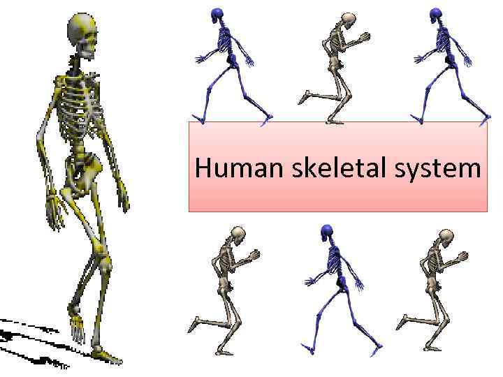 Human skeletal system 