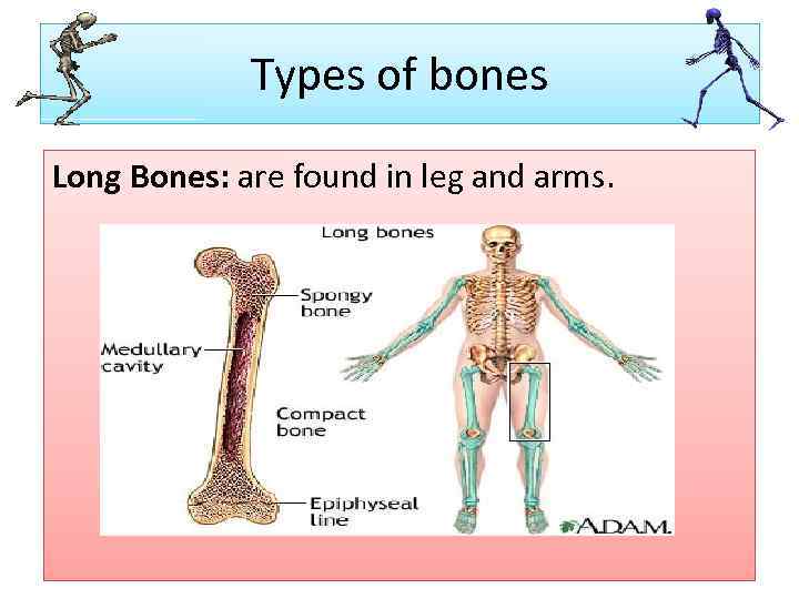 Types of bones Long Bones: are found in leg and arms. 