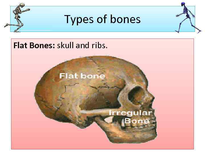 Types of bones Flat Bones: skull and ribs. 