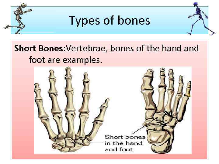 Types of bones Short Bones: Vertebrae, bones of the hand foot are examples. 