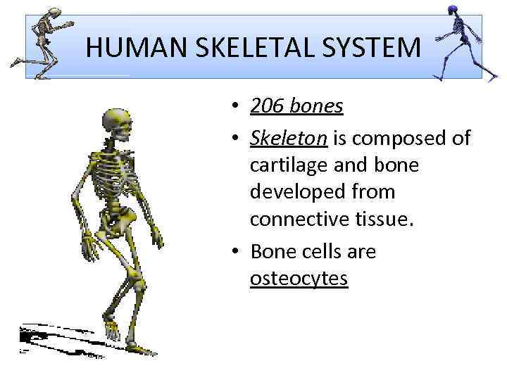 HUMAN SKELETAL SYSTEM • 206 bones • Skeleton is composed of cartilage and bone