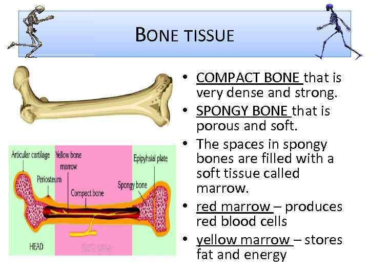 BONE TISSUE • COMPACT BONE that is very dense and strong. • SPONGY BONE