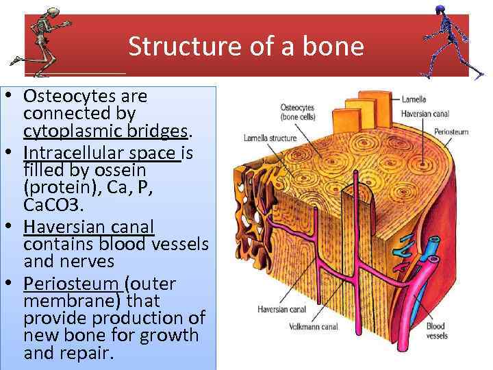 Structure of a bone • Osteocytes are connected by cytoplasmic bridges. • Intracellular space