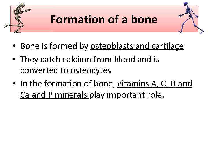 Formation of a bone • Bone is formed by osteoblasts and cartilage • They