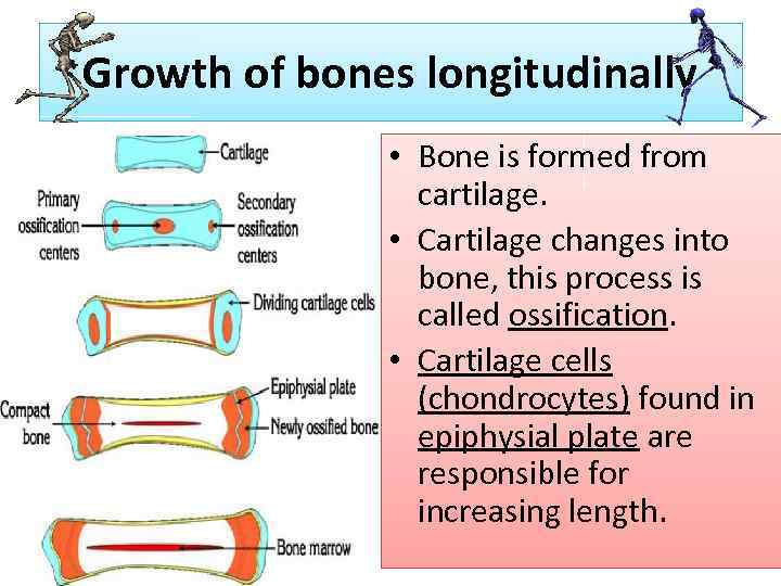 Growth of bones longitudinally • Bone is formed from cartilage. • Cartilage changes into