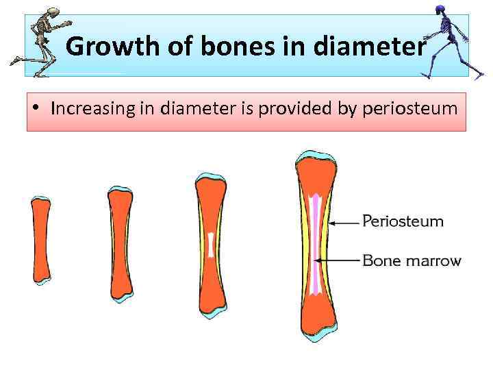 Growth of bones in diameter • Increasing in diameter is provided by periosteum 