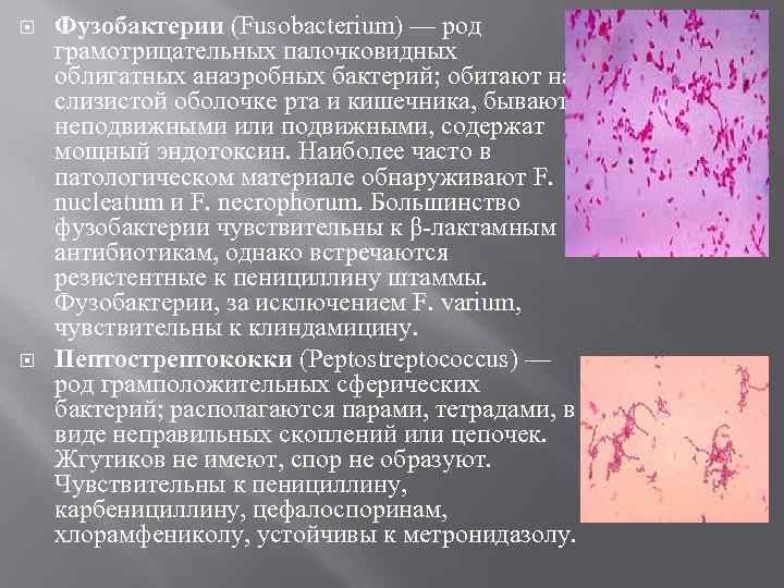  Фузобактерии (Fusobacterium) — род грамотрицательных палочковидных облигатных анаэробных бактерий; обитают на слизистой оболочке