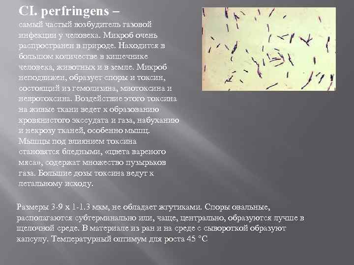 CI. perfringens – самый частый возбудитель газовой инфекции у человека. Микроб очень распространен в