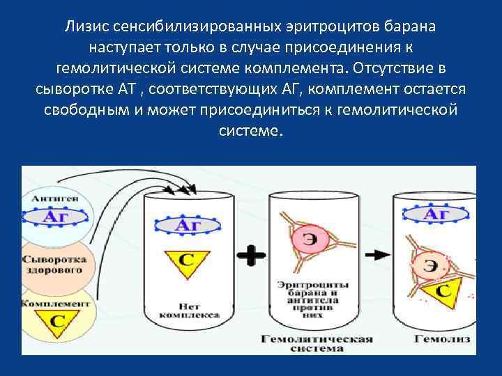 Лизис сенсибилизированных эритроцитов барана наступает только в случае присоединения к гемолитической системе комплемента. Отсутствие