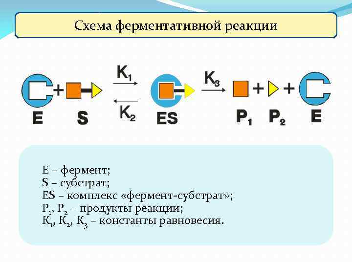 Схема ферментативной реакции Е – фермент; S – субстрат; ES – комплекс «фермент-субстрат» ;