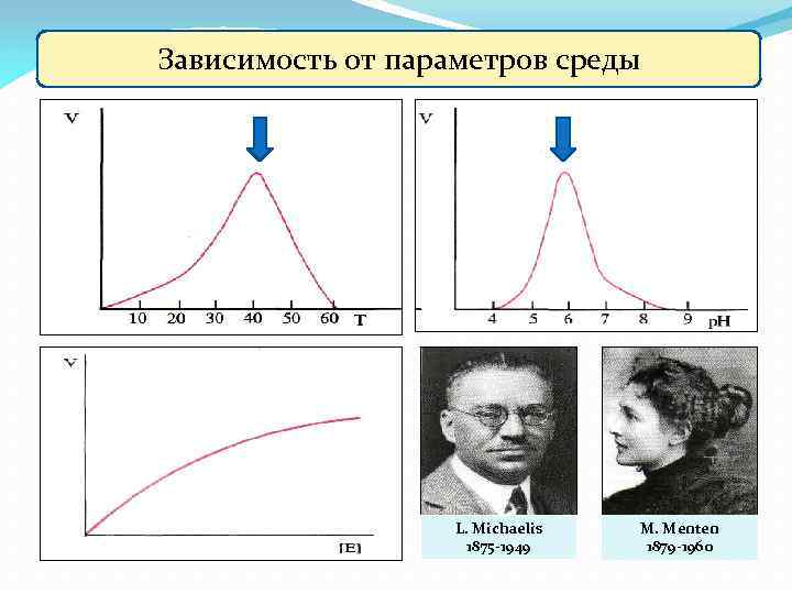 Зависимость от параметров среды L. Michaelis 1875 -1949 M. Menten 1879 -1960 