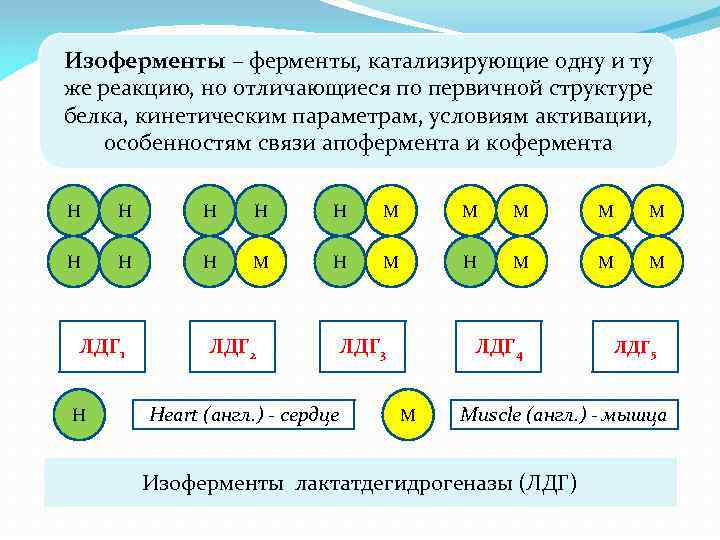 Изоферменты – ферменты, катализирующие одну и ту же реакцию, но отличающиеся по первичной структуре