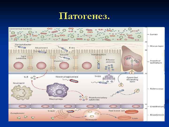 Патогенез. 