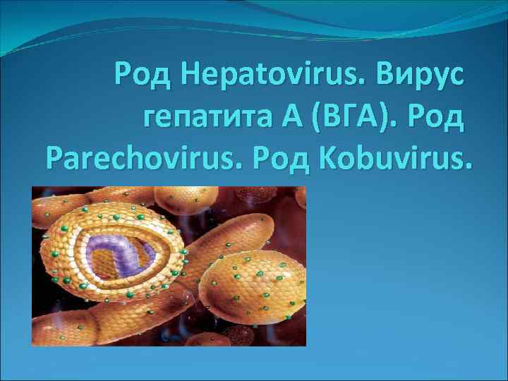 Род Hepatovirus. Вирус гепатита А (ВГА). Род Parechovirus. Род Kobuvirus. 