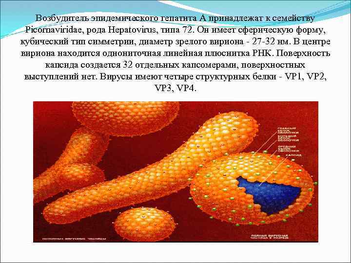 Возбудитель эпидемического гепатита А принадлежат к семейству Picornaviridae, рода Hepatovirus, типа 72. Он имеет