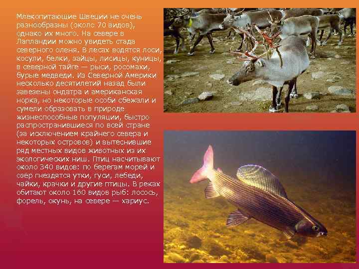 Млекопитающие Швеции не очень разнообразны (около 70 видов), однако их много. На севере в