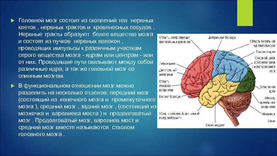 Рассмотрите рисунок с изображением мозга человека какая доля мозга окрашена голубым цветом назовите