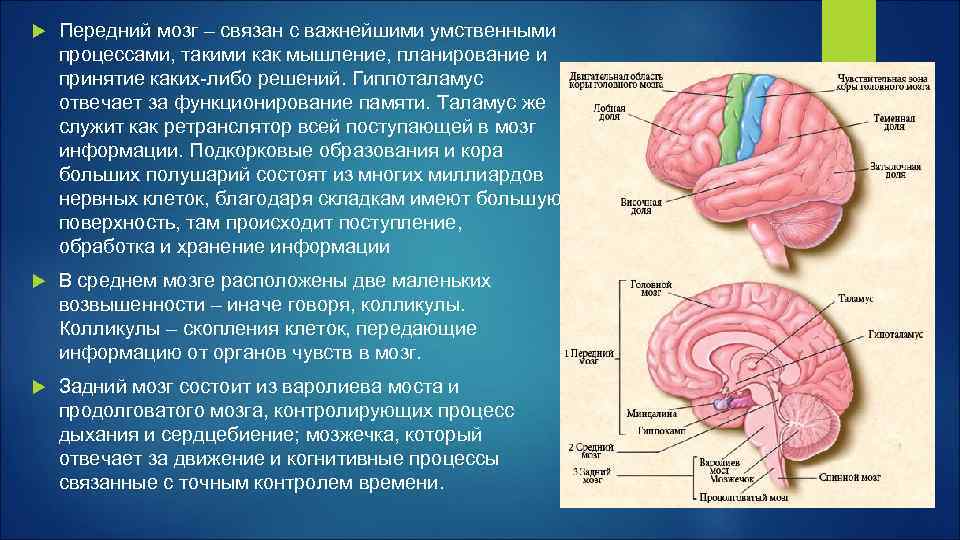 Головной мозг. Участки мозга. Отделы памяти в головном мозге. Зоны мозга отвечающие за мышление. Память в каком отделе мозга