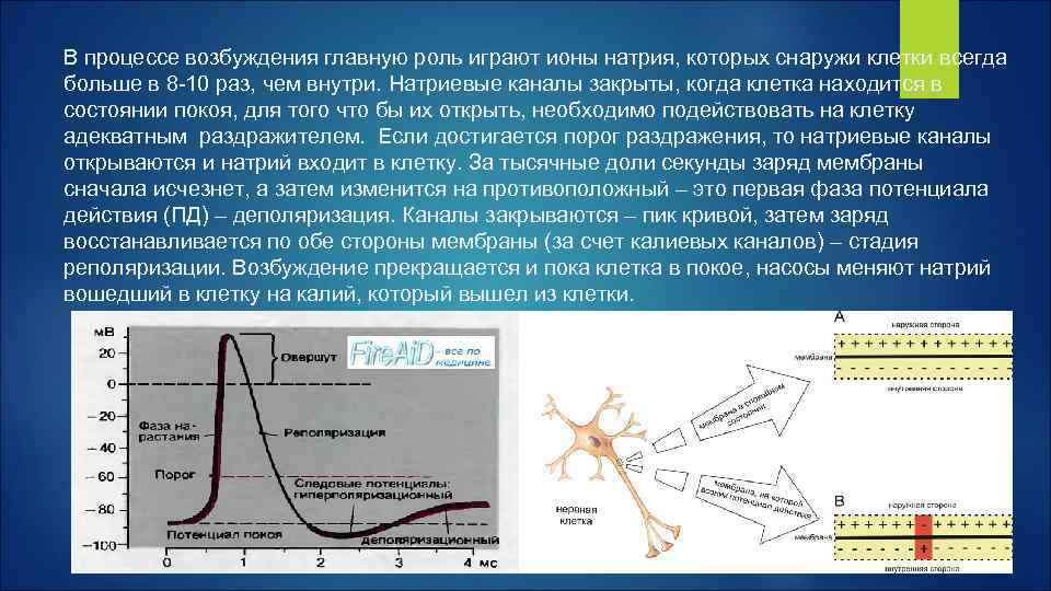 В процессе возбуждения главную роль играют ионы натрия, которых снаружи клетки всегда больше в