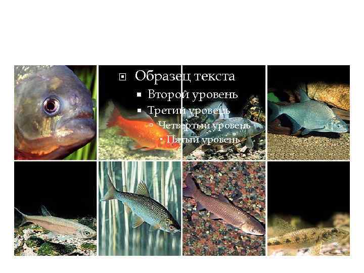 Коропоподібні. Верхній ряд, зліва направо: піраня Наттерера, золотий карась, сазан, лящ. Нижній ряд, зліва