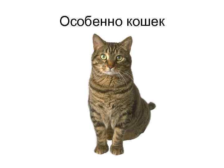 Особенно кошек 