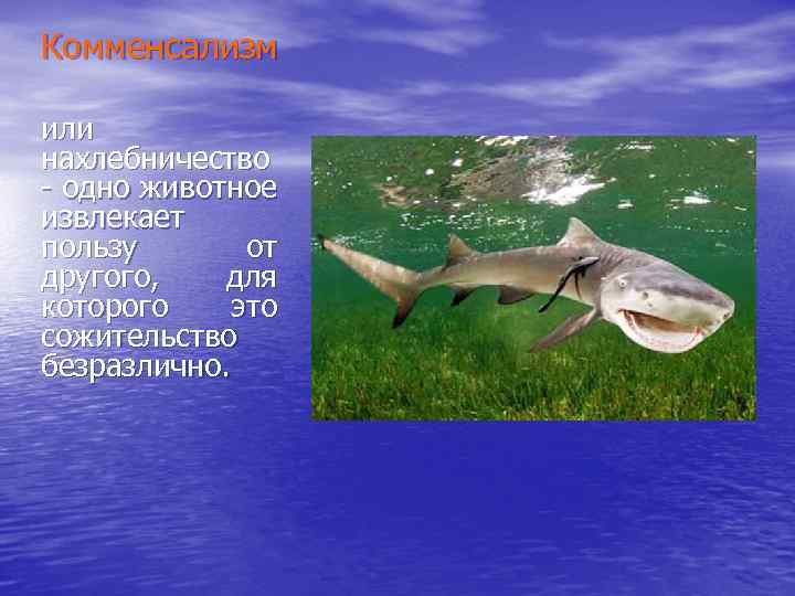 Комменсализм или нахлебничество - одно животное извлекает пользу от другого, для которого это сожительство