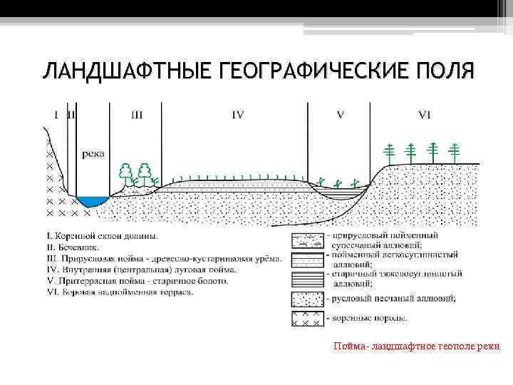 ЛАНДШАФТНЫЕ ГЕОГРАФИЧЕСКИЕ ПОЛЯ Пойма- ландшафтное геополе реки 
