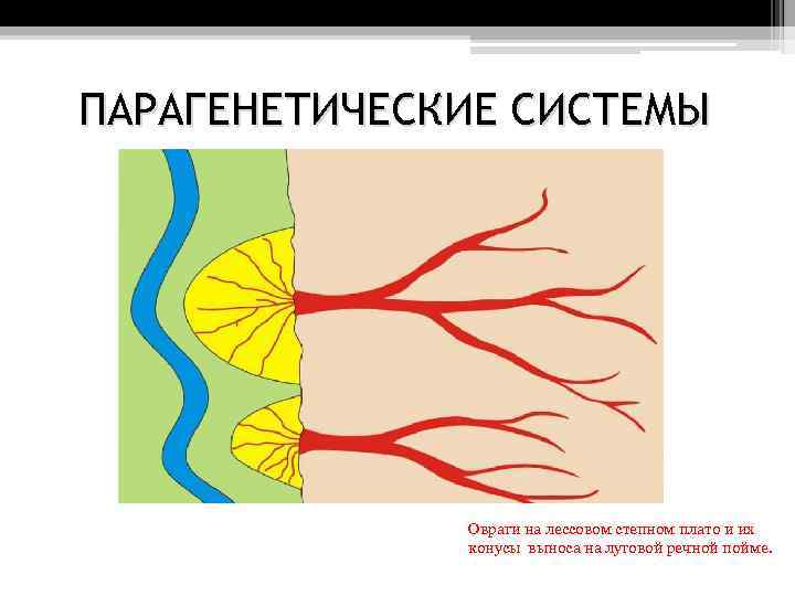 ПАРАГЕНЕТИЧЕСКИЕ СИСТЕМЫ Овраги на лессовом степном плато и их конусы выноса на луговой речной